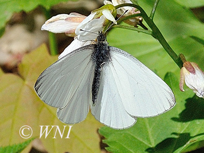 Mustard White (Pieris oleracea)